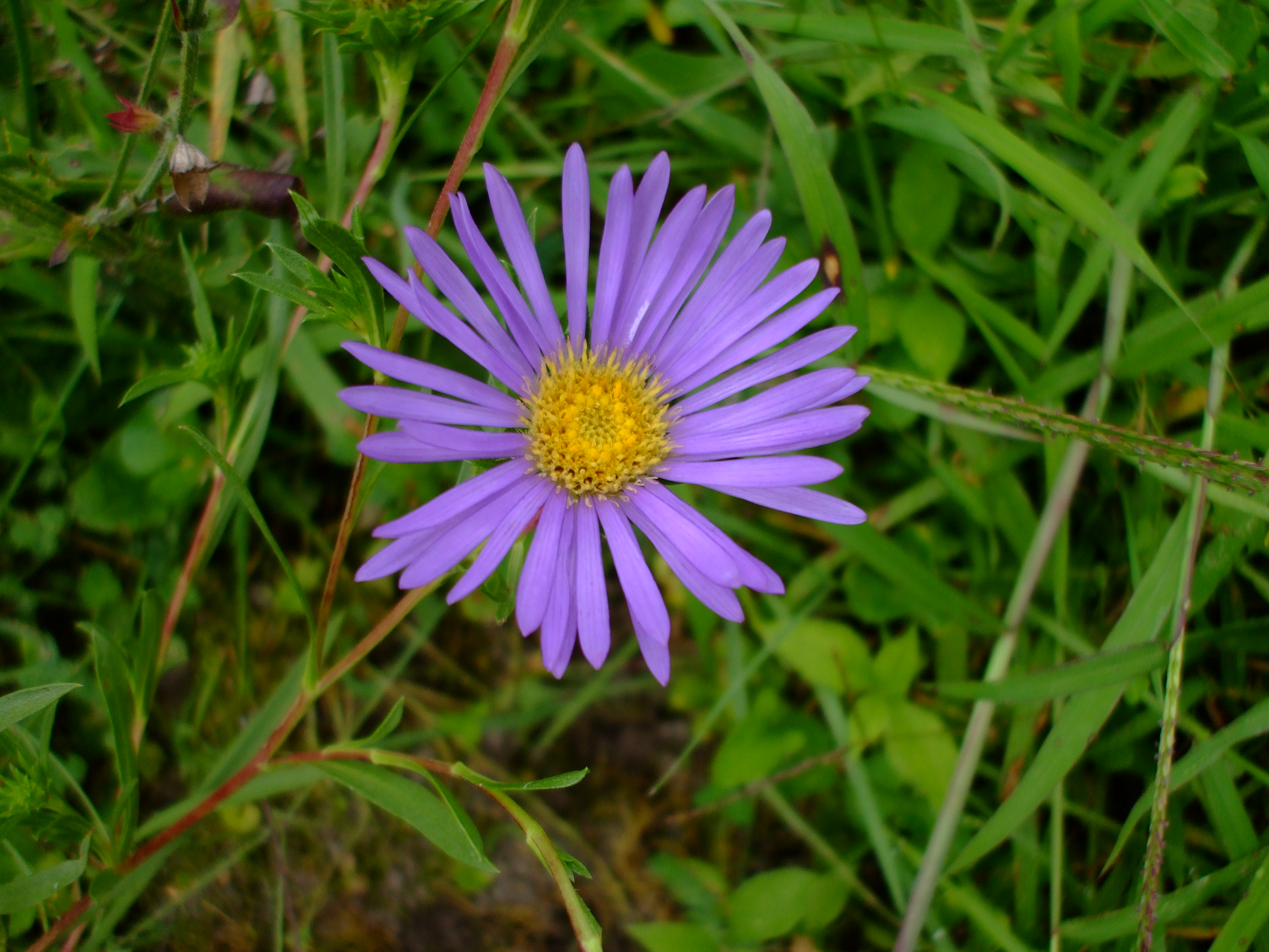 Eurybia hemispherica